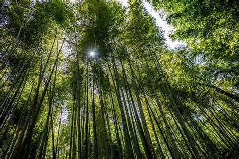 A Floresta de Bambu de Longnan: Um Santuário Verdejante para a Alma!