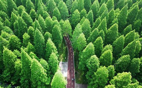 Parque Nacional de Dongtai Shengdiao -  Um paraíso para aves e amantes da natureza!